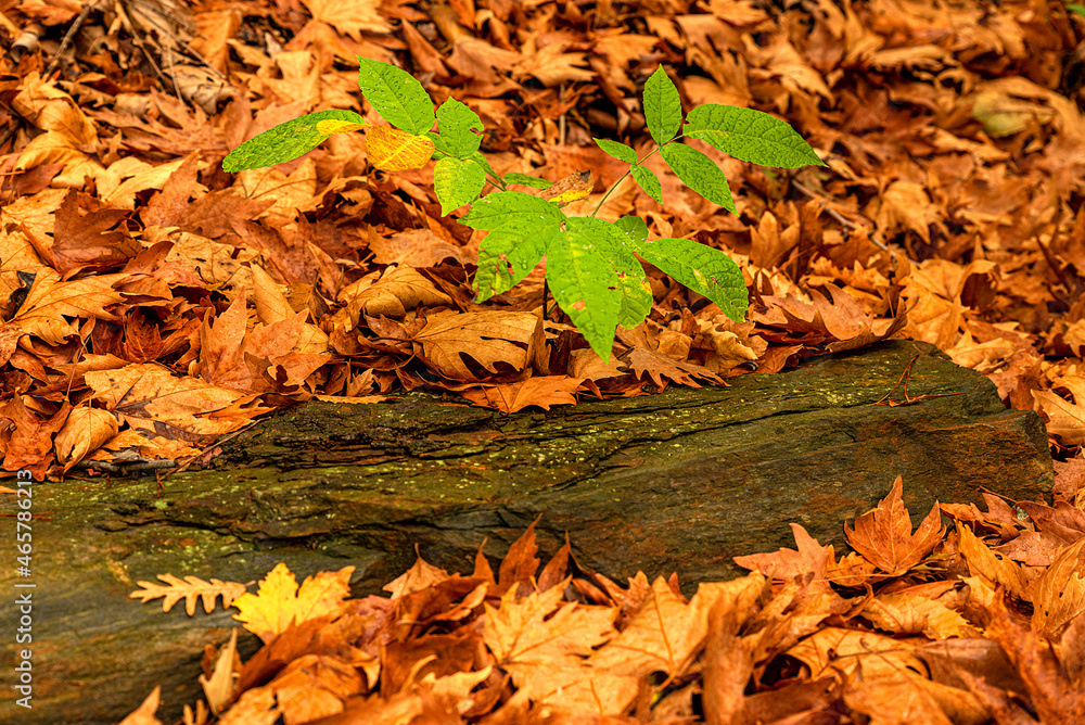 wonderful colors of autumn and nature wonderful colors of autumn and nature
