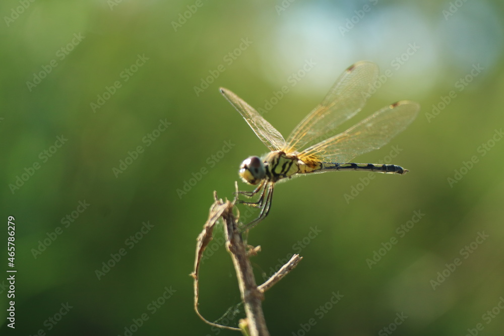 dragonfly on a leaf
