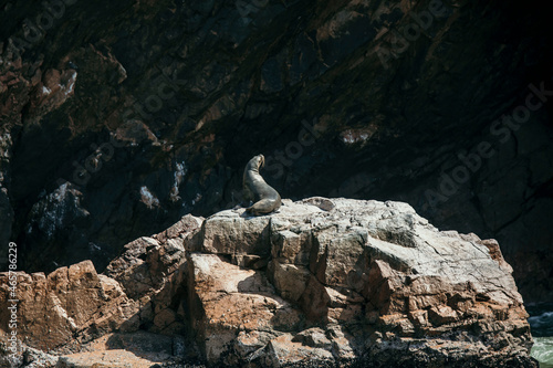 seals on sea cliff in Paracas National Park in Peru