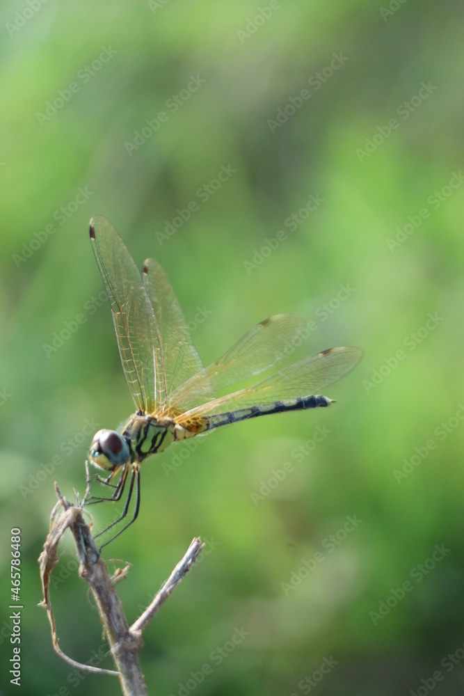 dragonfly on a branch dragonfly on a branch