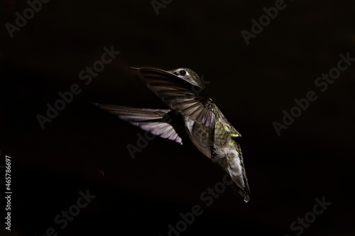 Anna's Hummingbird (Calypte Anna) on Black © Jim