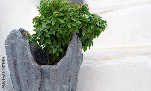 Fresh green blooming basil plant in handmade clay mud gray pot on white stair and wall, self made outdoor house or garden decoration concept, DIY