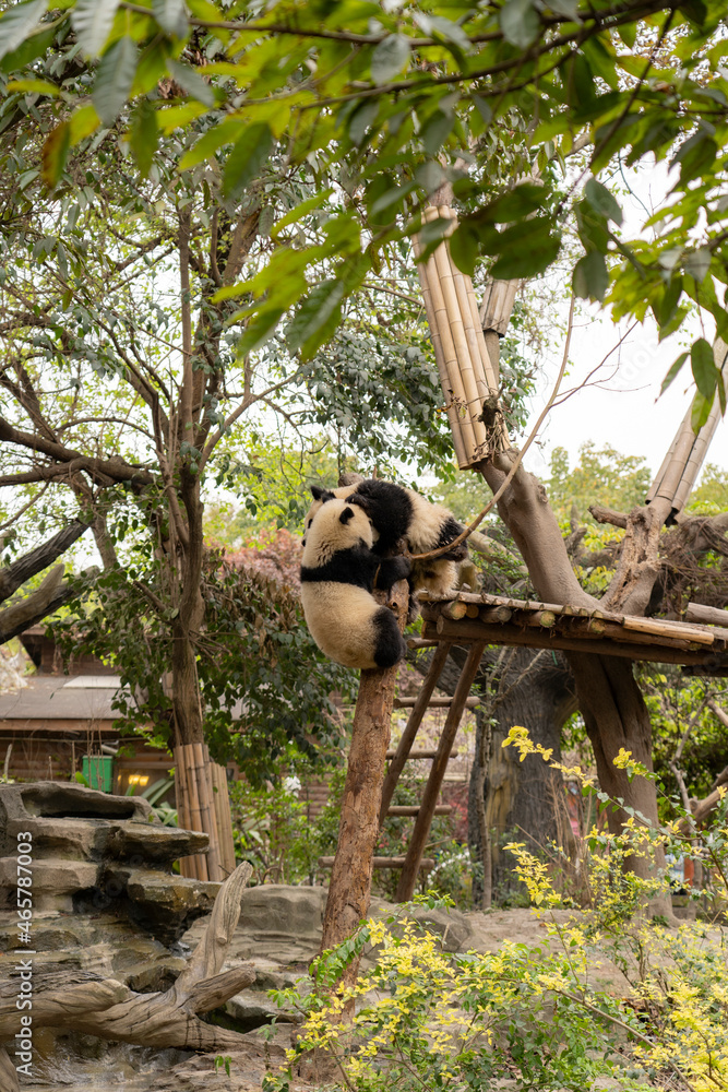 Obraz premium Pandas in the base of Chengdu, China.