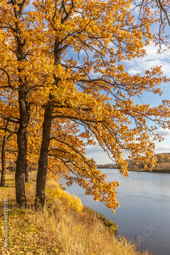 Yellow oak in autumn on the river bank. Autumn background