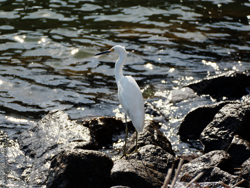 Snowy egret hunting seaside