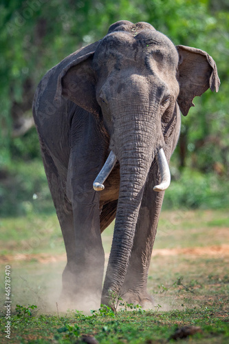 фотографія Tusker Elephant Srilanka walking