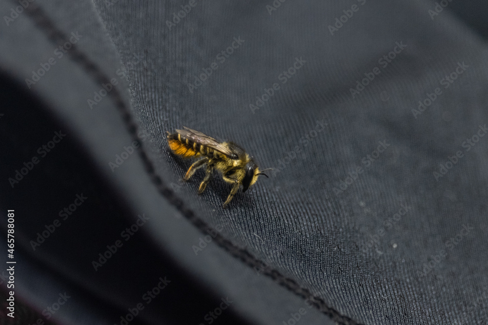 Obraz premium A bee sitting on a black T-shirt. A bee flew into the house. Protection of bees. Save the bees.