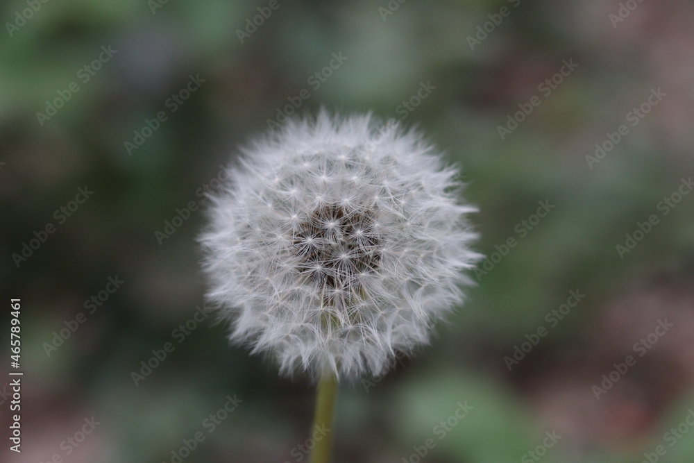 dandelion head dandelion head