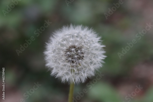 dandelion head