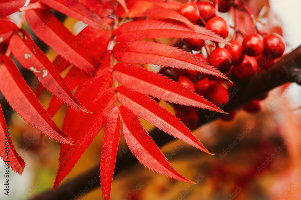 Close up of bright red autumn leaves. Rowan leaves
