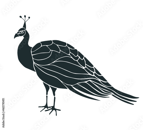 Dark silhouette of peacock Hand drawn vector illustration. Isolated on white.