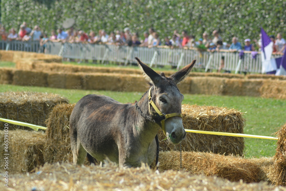 Fototapeta premium palio dei somari a montecreto