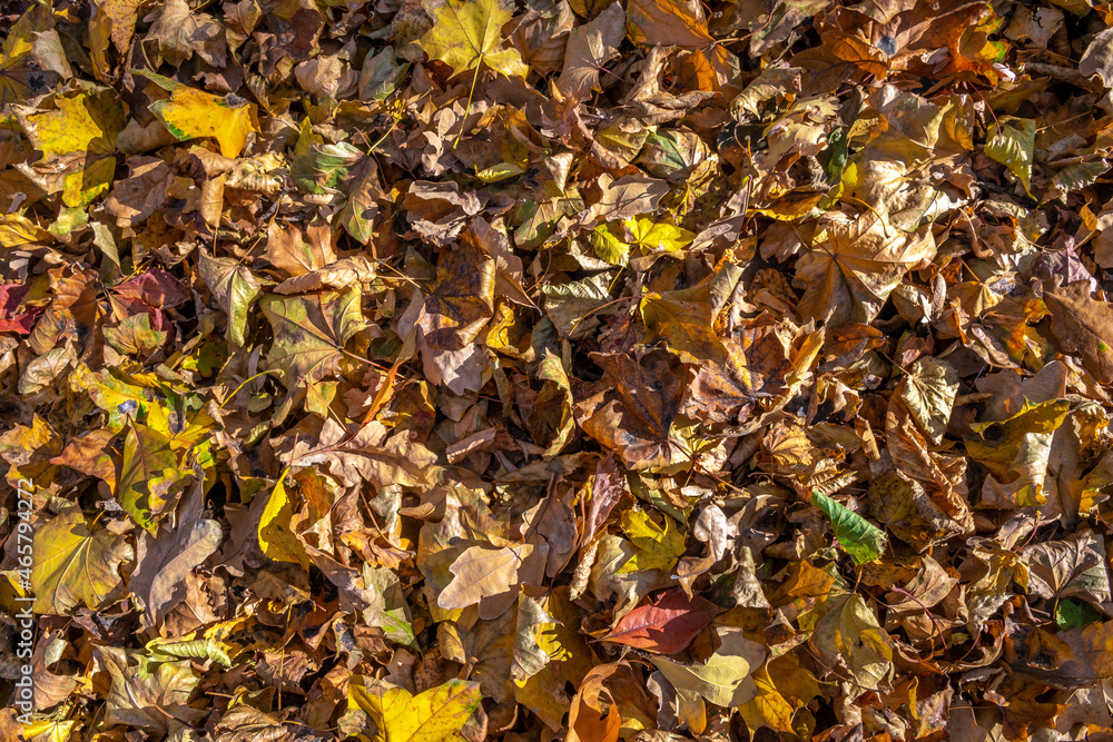 Fallen autumn leaves on the ground. Autumn colors. Background from leaves.