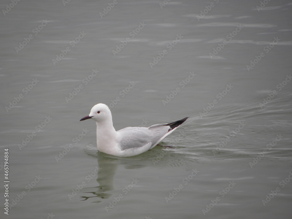 gull