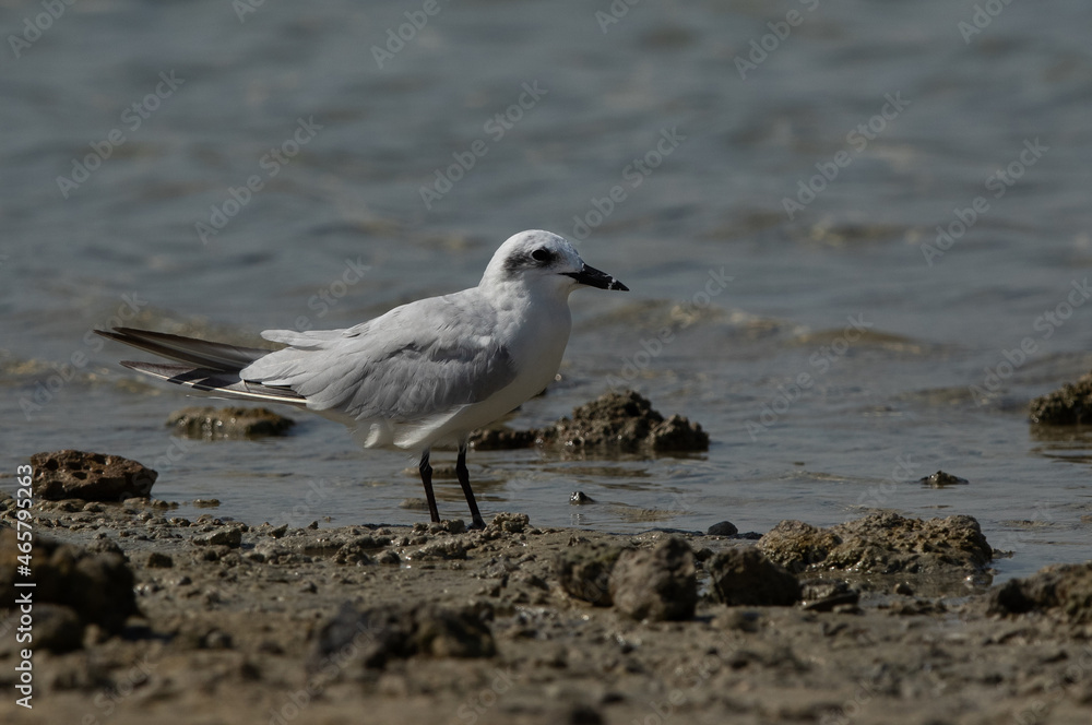 Gull-billed tern at Busaiteen coast, Bahrain Gull-billed tern at Busaiteen coast, Bahrain