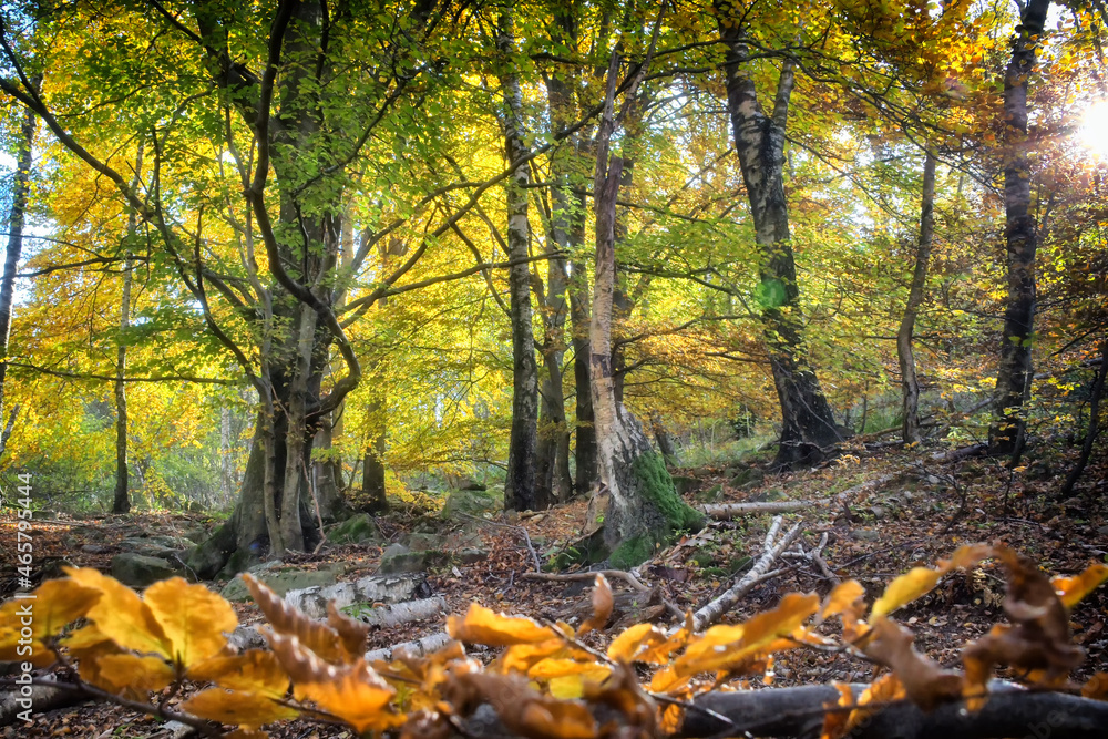 The beech forest, in all its autumnal splendor The beech forest, in all its autumnal splendor