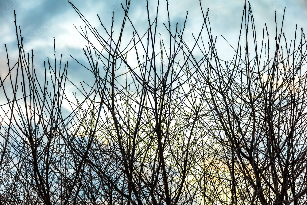 Fototapeta premium Bare branches on a tree against the background of the sky with clouds.