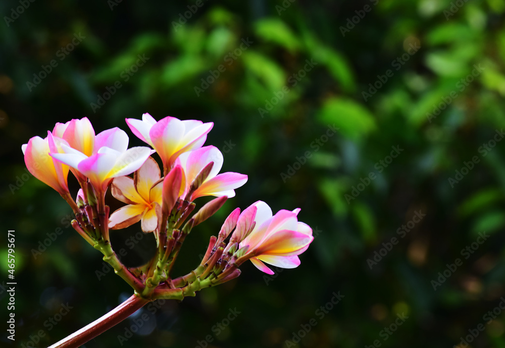 Fototapeta premium flower a beautiful natural flower