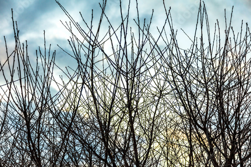 Bare branches on a tree against the background of the sky with clouds.