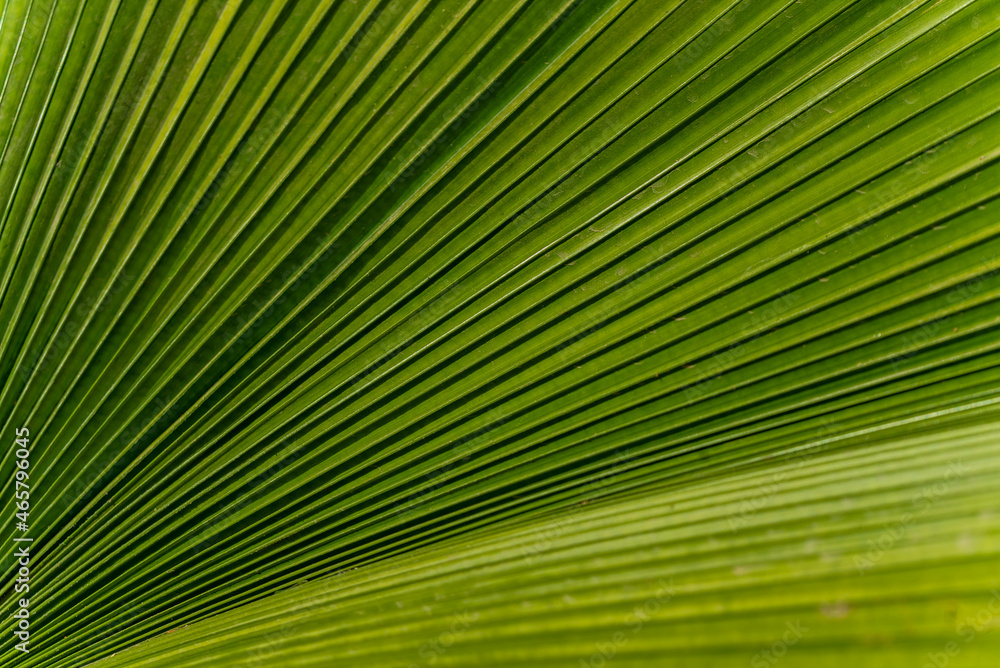 Detail of green Palp leaf Detail of green Palp leaf