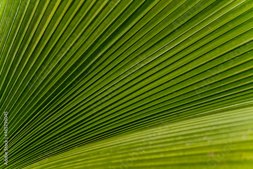 Detail of green Palp leaf