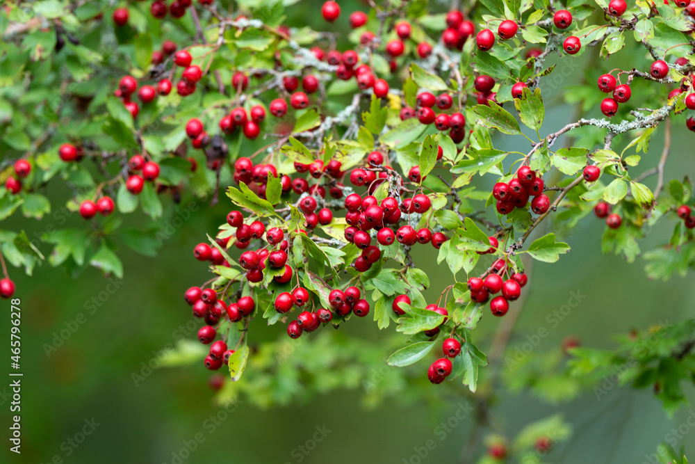 Aubépine, Crataegus monogyna