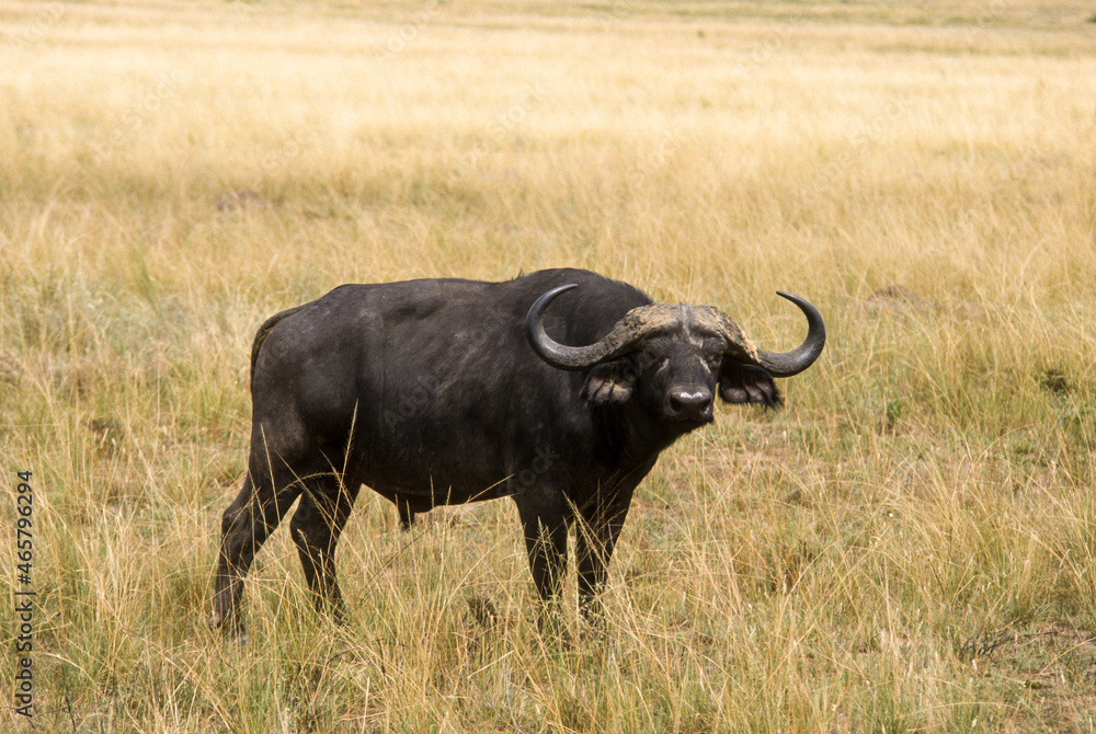 Buffle d'afrique, syncerus caffer, Parc national du Serengeti, Tanzanie Buffle d'afrique, syncerus caffer, Parc national du Serengeti, Tanzanie