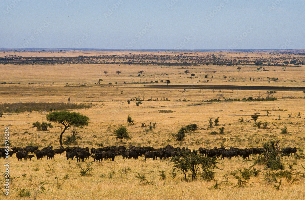 Buffle d'afrique, syncerus caffer, Parc national du Serengeti, Tanzanie Buffle d'afrique, syncerus caffer, Parc national du Serengeti, Tanzanie
