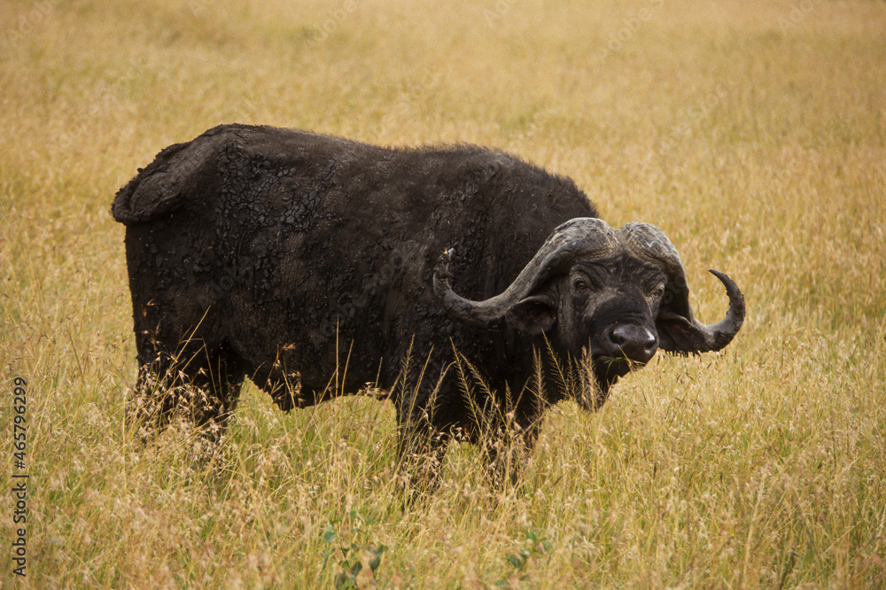 Buffle d'afrique, syncerus caffer, Parc national du Serengeti, Tanzanie Buffle d'afrique, syncerus caffer, Parc national du Serengeti, Tanzanie
