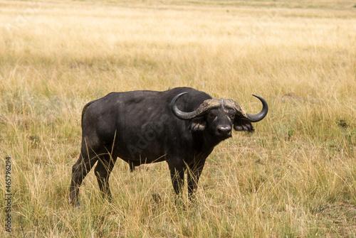 Fototapeta Naklejka Na Ścianę i Meble -  Buffle d'afrique, syncerus caffer,  Parc national du Serengeti, Tanzanie