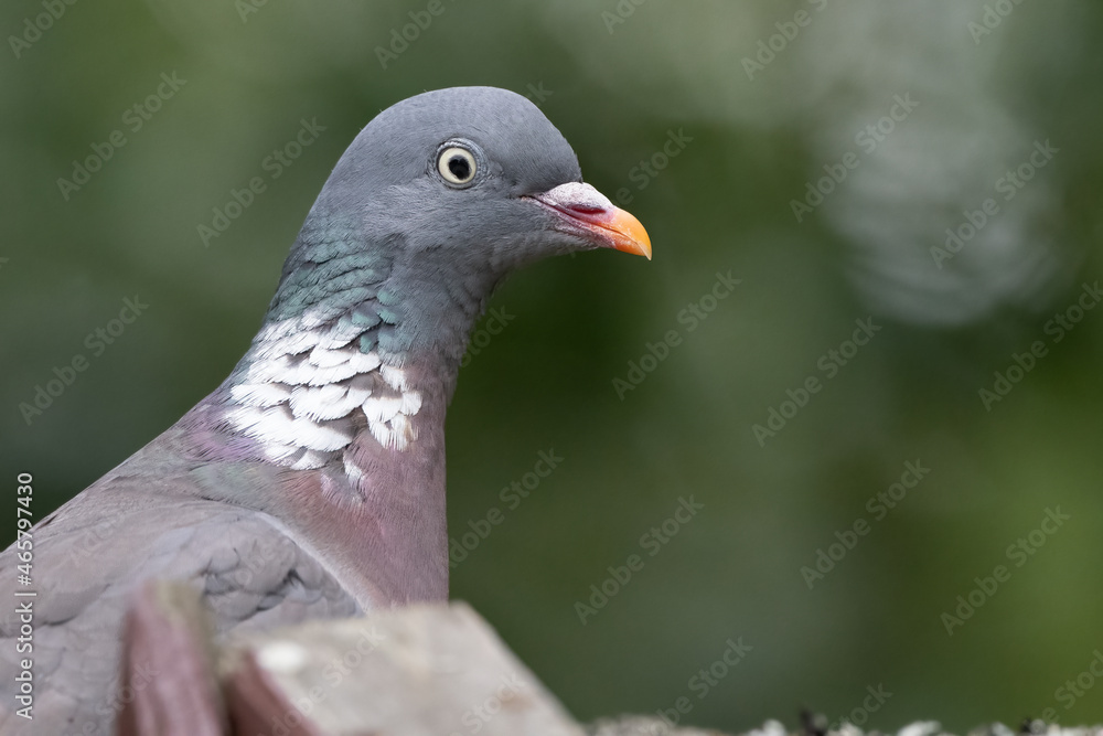 Common Wood Pigeon (Columba palumbus) Common Wood Pigeon (Columba palumbus)