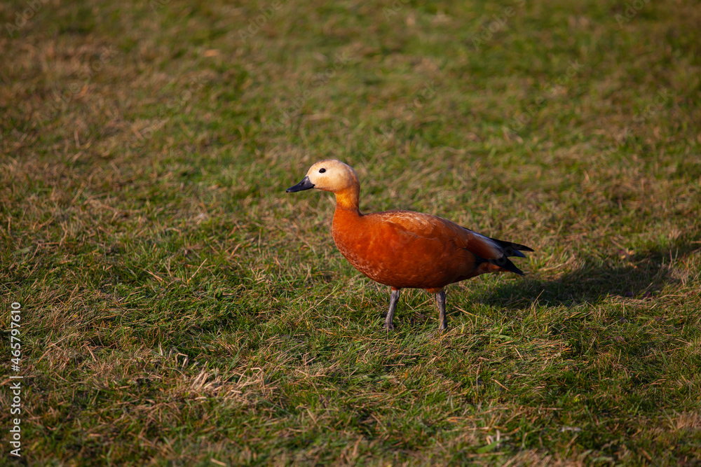 red duck ogar sits on the green grass in autumn in the park - obrazy, fototapety, plakaty 
