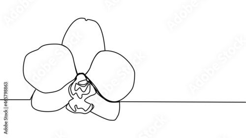 Hand drawn orchid flowers. One line drawing. Minimalist art.