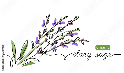 Clary sage herb color vector illustration, drawn sketch for label design. One continuous line art drawing with lettering organic clary sage