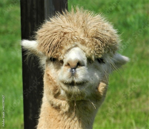 Bad hair day alpaca fuzzy head cutie © 1wildlifer