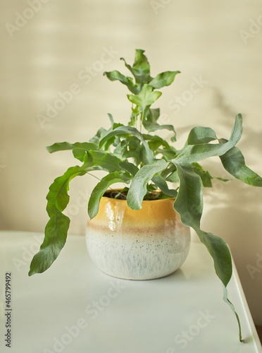 PHLEBODIUM AUREUM (BLUE STAR FERN) in yellow pot. Room plants
