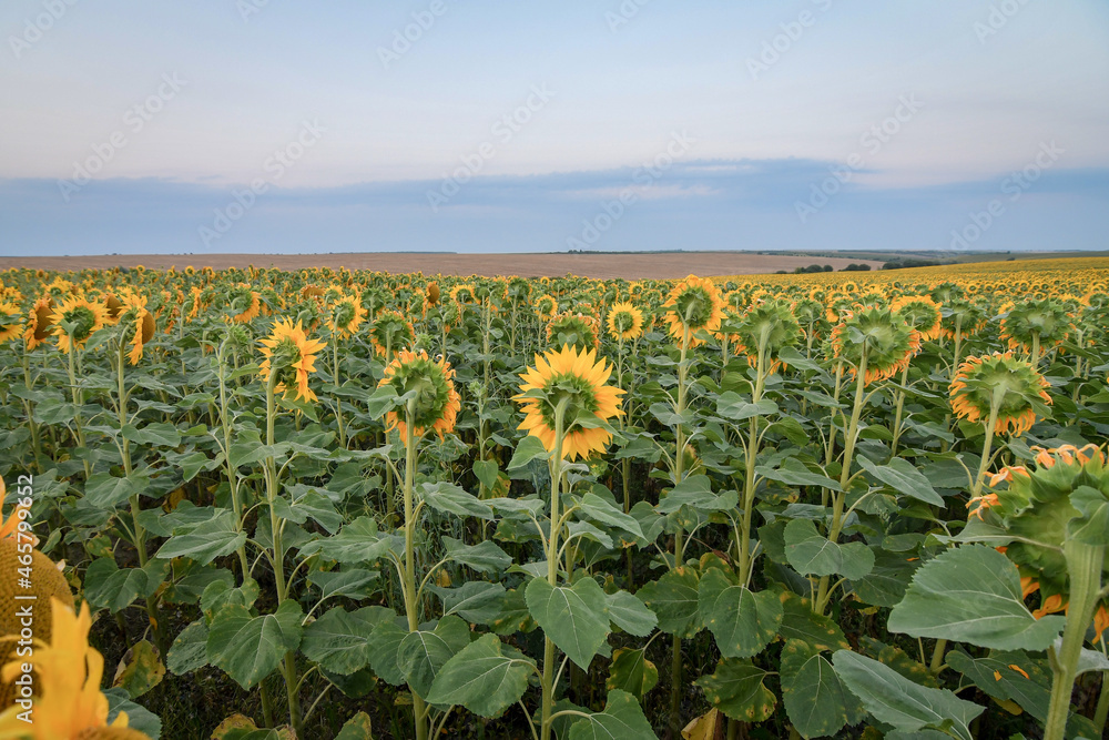 Sunflower field in the country with heads turned down towards sunset.  Wide angle view. 