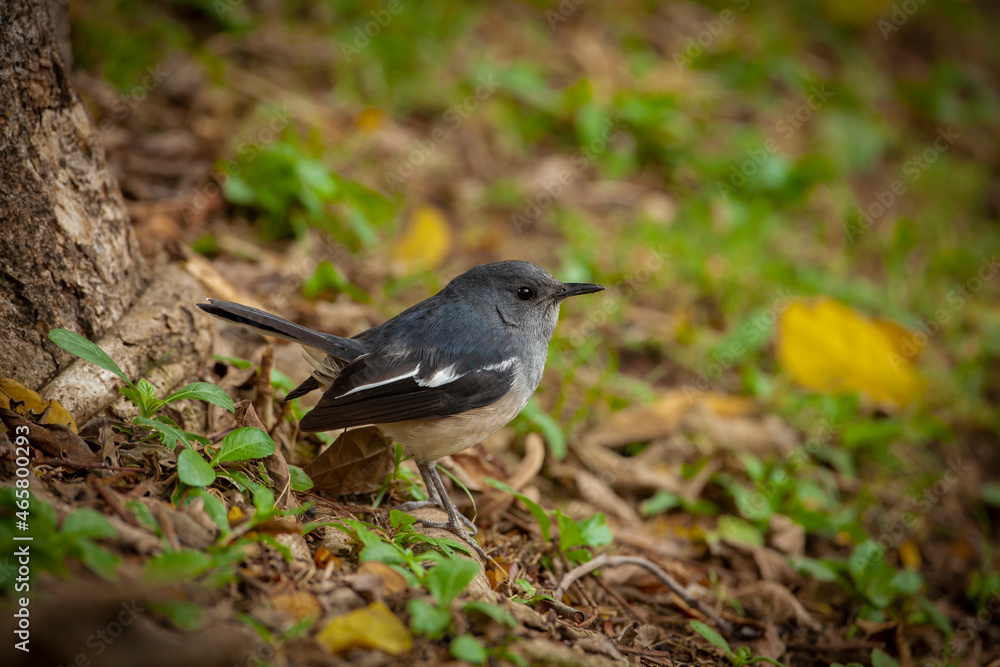 Obraz premium The Oriental magpie-robin (Copsychus saularis) is a small passerine bird that was formerly classed as a member of the thrush family Turdidae