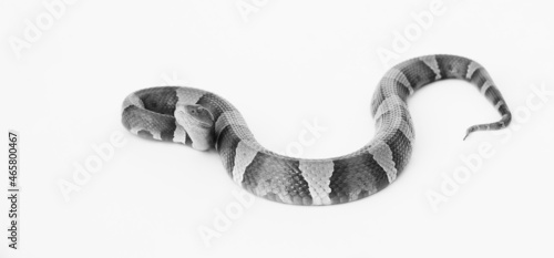 Venomous copperhead snake close up in black and white while isolated on background, dangerous reptile.