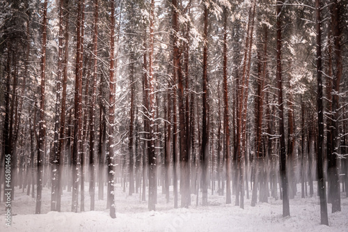Forest painting winter background © Liene