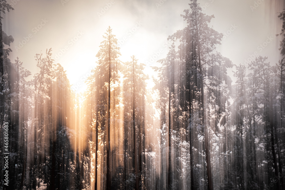Fantasy forest winter light background