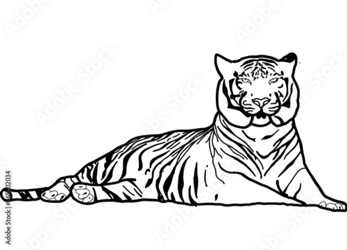 Drawing Bengal Tiger locking  or big cat