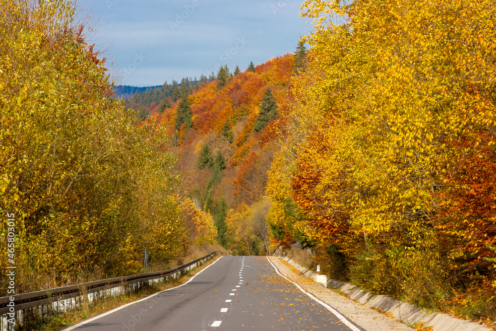 Fototapeta premium A straight road through the yellowed trees
