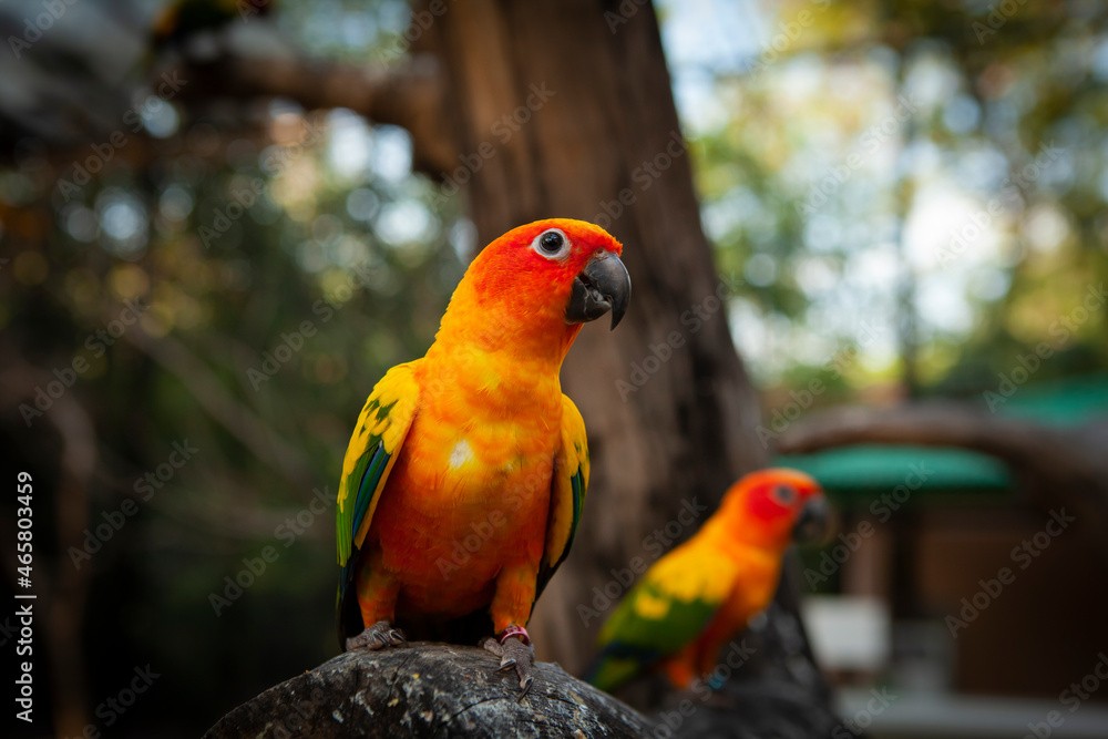 Lovebird is the common name for the genus Agapornis, a small group of parrots in the Old World parrot family Psittaculidae Lovebird is the common name for the genus Agapornis, a small group of parrots in the Old World parrot family Psittaculidae