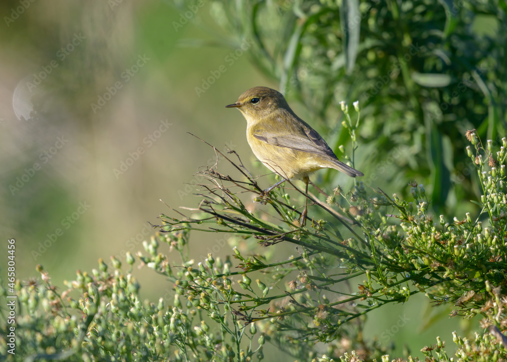 Obraz premium Willow warbler Phylloscopus trochilus perched on plants in scrubland