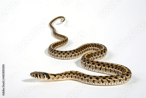 Checkered garter snake // Karierte Strumpfbandnatter (Thamnophis marcianus)