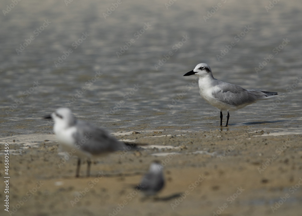 Gull-billed terns at Busaiteen coast, Bahrain Gull-billed terns at Busaiteen coast, Bahrain