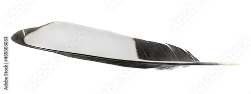 Foto white and black magpie feather on a white isolated background