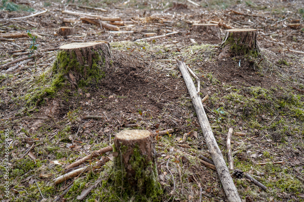 Fototapeta premium Freshly cut down tree stumps in a forest
