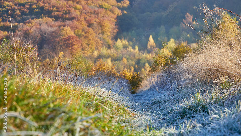 Cold morning in the mountainous countryside. Frosty grass and golden autumn forest in the background. Autumn natural texture